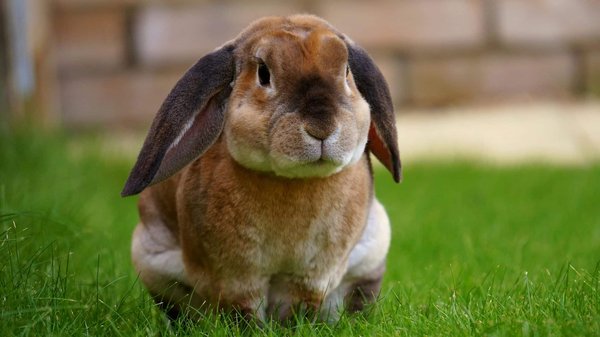 Comment prévenir la formation de boules de poils chez les lapins angoras et quelles sont les solutions en cas d'occurrence ?