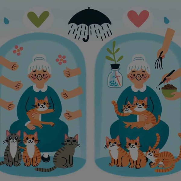 Quels sont les avantages de l'adoption d'un chat âgé par rapport à un chaton ?